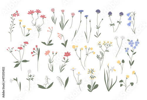 Vector color hand drawn illustration with spring flowers set. Big collection of minimalist wildflowers. For logo design  tattoo  postcard