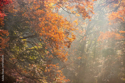 山奥の森に生える紅葉した楓