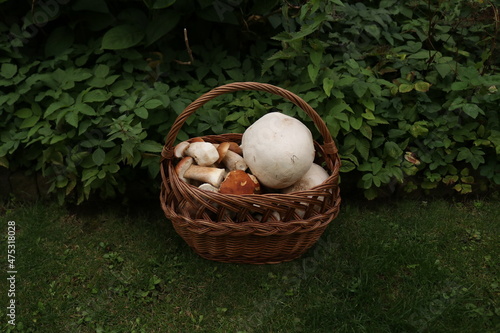Fichtensteinpilz / Steinpilz / Steinpilze im Rotbuchenwald / Riesenbovist / Giant puffball 