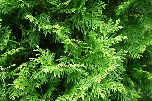 写真素材: ニオイヒバ　ヨーロッパゴールド