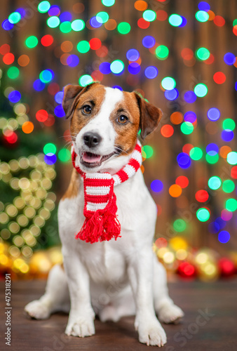 Portrait of a Jack russell terrier puppy wearing warm scarf siting on festive background