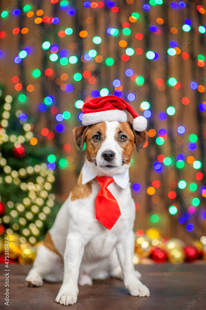 JJack russell terrier puppy wearing  santa hat and necktie sits on festive background