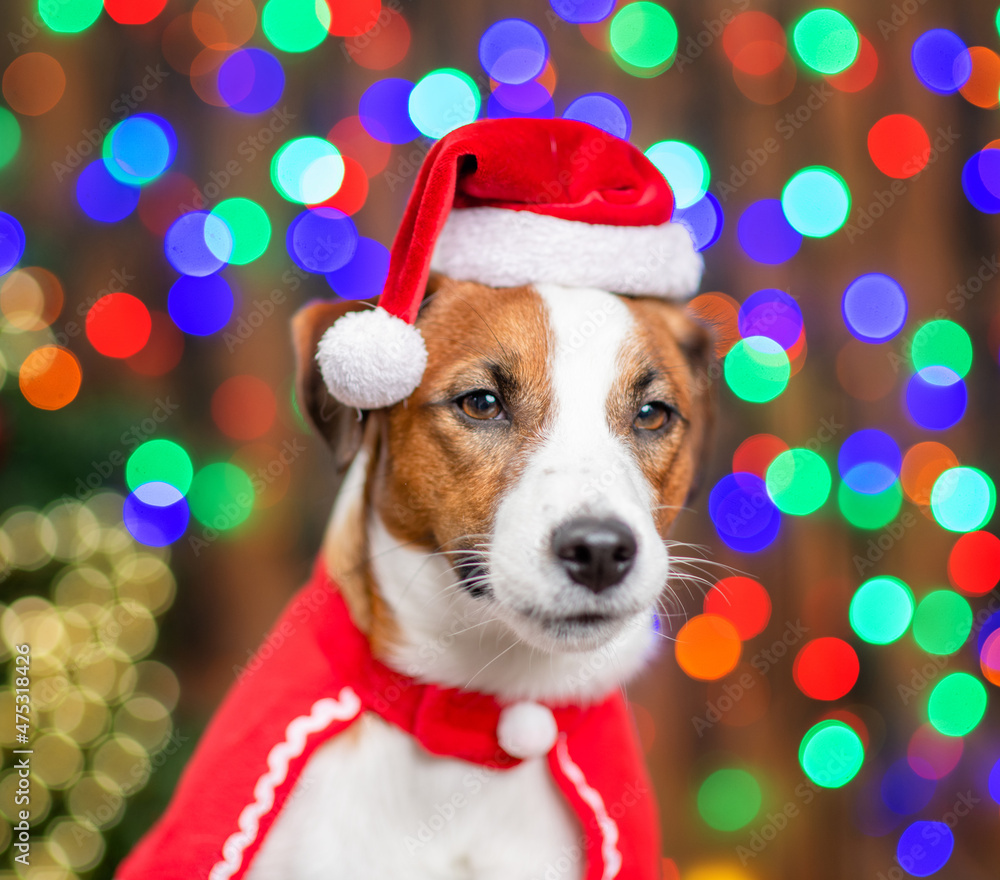 Portrait of a Jack russell terrier puppy wearing  santa hat siting on festive background