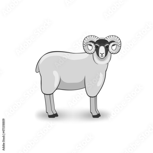 Merino ram on white background