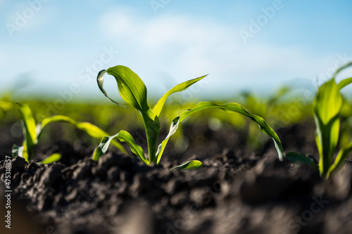 Growing young green corn seedling sprouts in cultivated agricultural farm field.