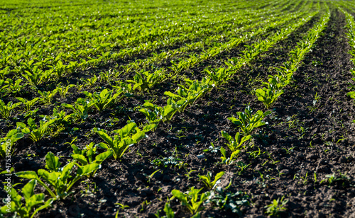 Straight rows of sugar beets growing in a soil in perspective on an agricultural field.