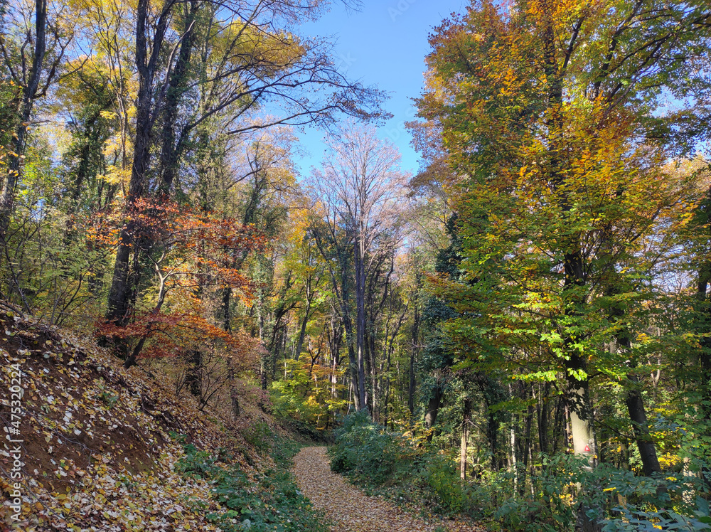Fruska Gora forest in colorful autumn colors