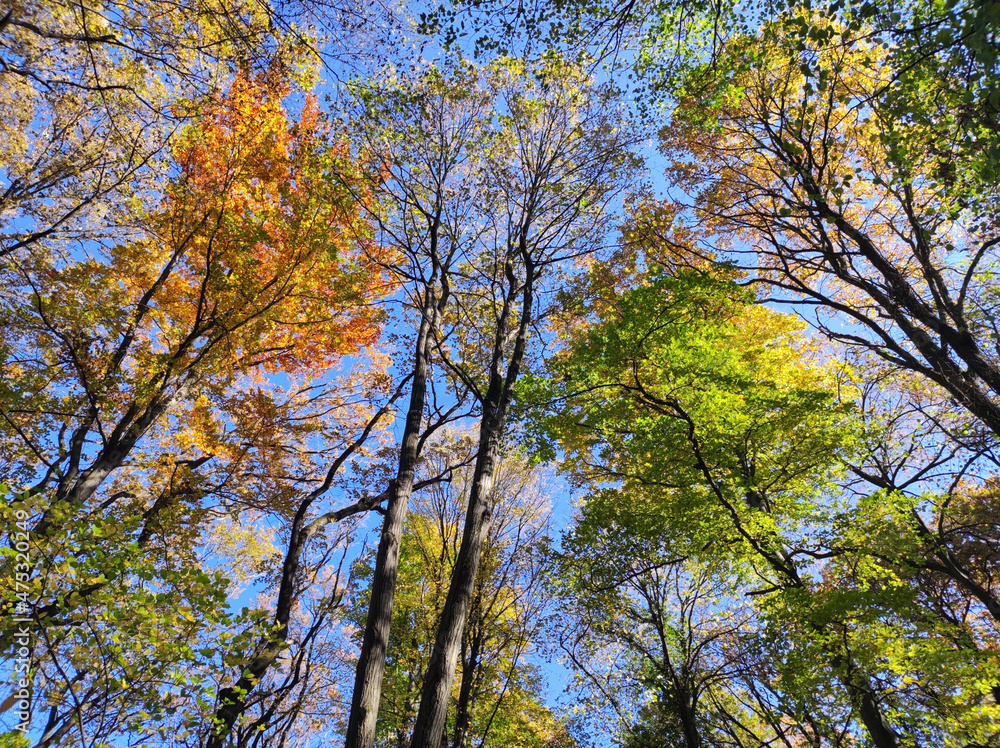 Colorful tree crowns in autumn with blue sky in the background Colorful tree crowns in autumn with blue sky in the background