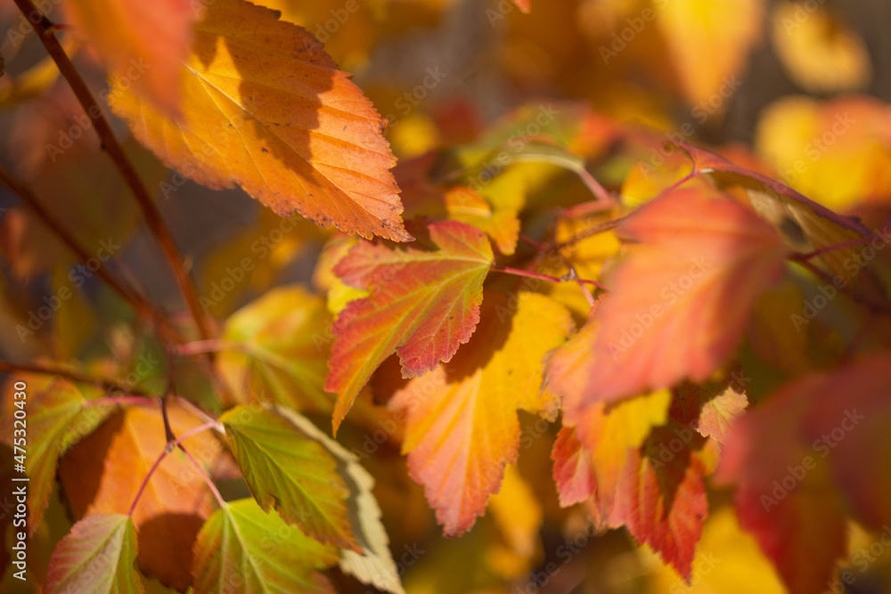 Autumn leaves nature Russia yellow red green bokeh