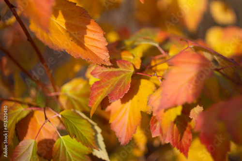 Autumn leaves nature Russia yellow red green bokeh