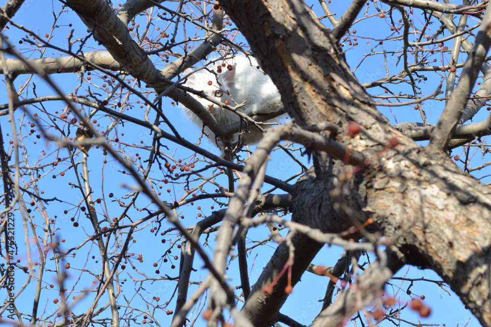White kitten on a tree White kitten on a tree