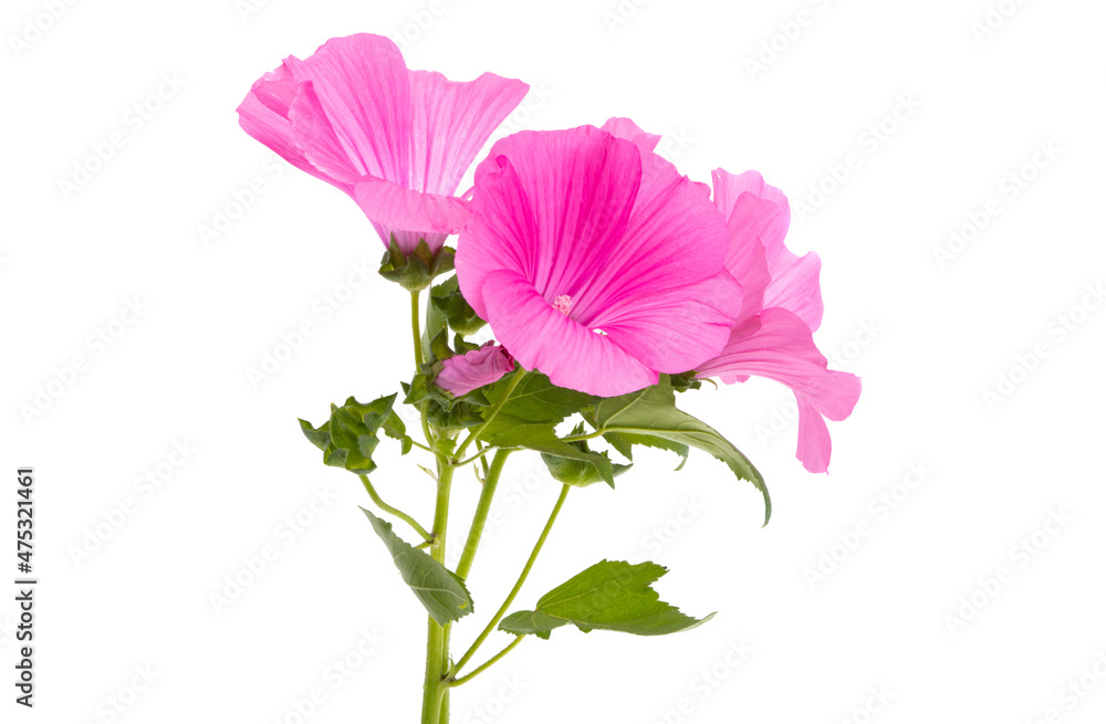 pink mallow isolated