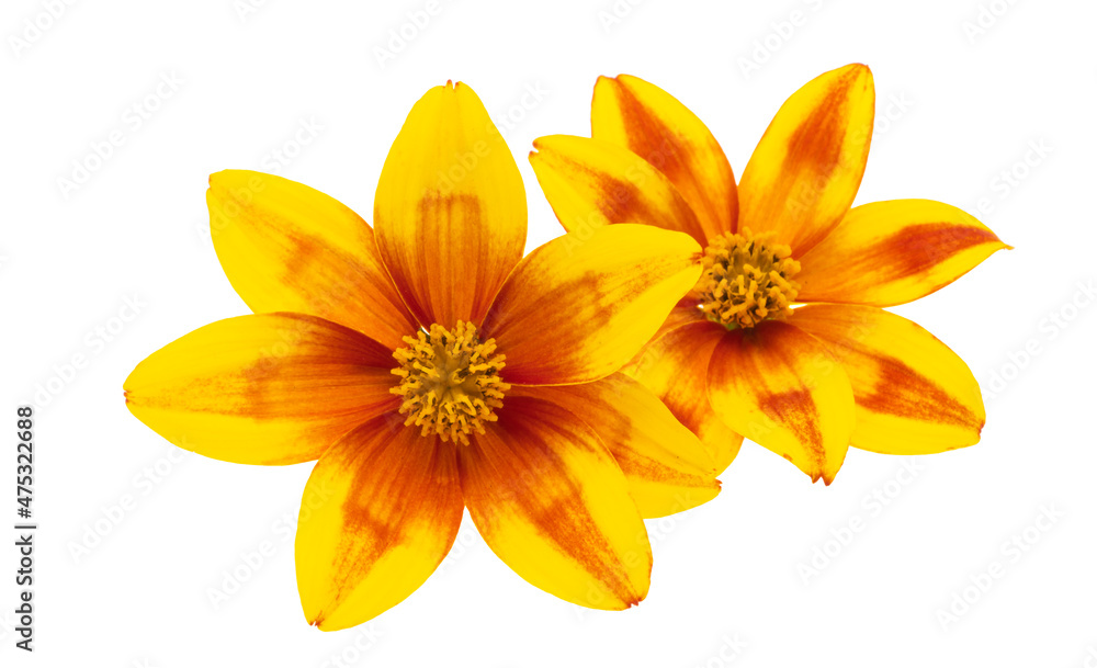 Obraz premium Bidens isolated