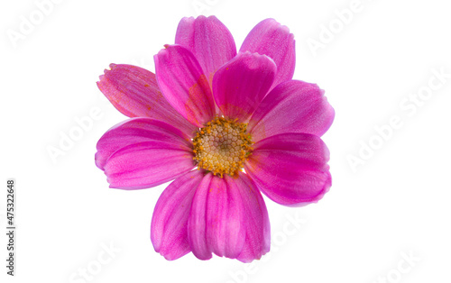 tansy pink isolated