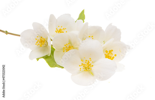 Fototapeta Naklejka Na Ścianę i Meble -  jasmine flowers isolated