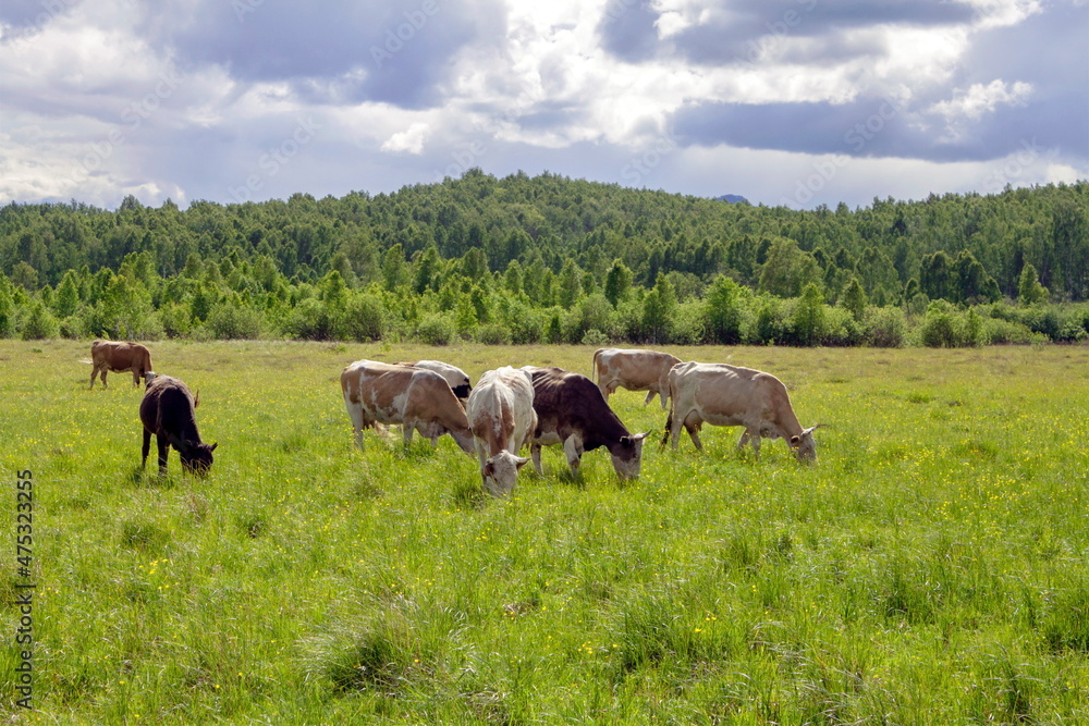 cows walk in the meadow and eat grass cows walk in the meadow and eat grass
