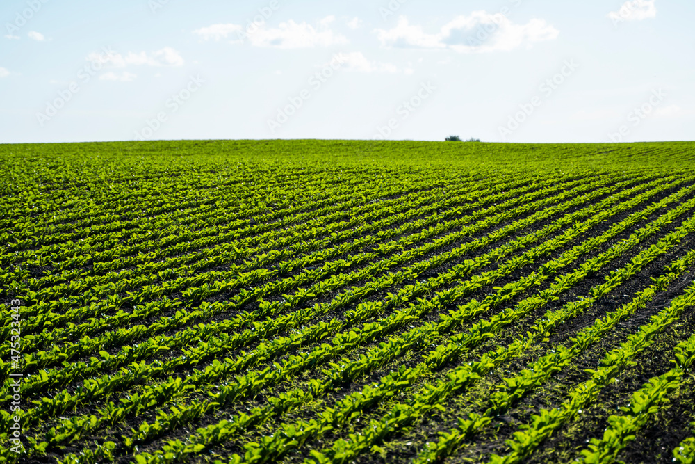 Straight rows of sugar beets growing in a soil in perspective on an agricultural field. Straight rows of sugar beets growing in a soil in perspective on an agricultural field.