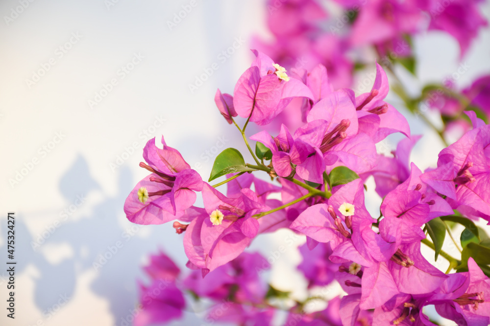 bougainvillea blooming in the background flower background