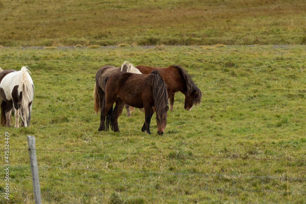 Fototapeta premium Icelandic horses in the harsh windy landscape .