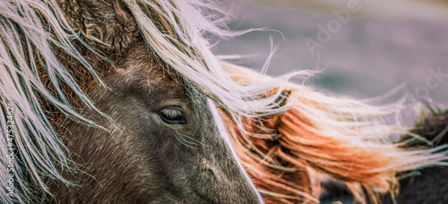 Icelandic horses in the harsh windy landscape .