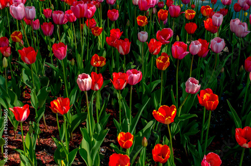 Fototapeta Naklejka Na Ścianę i Meble -  red tulips growing in a flower bed