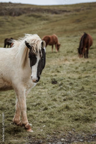 Fototapeta Naklejka Na Ścianę i Meble -  Icelandic horses in the harsh windy landscape .
