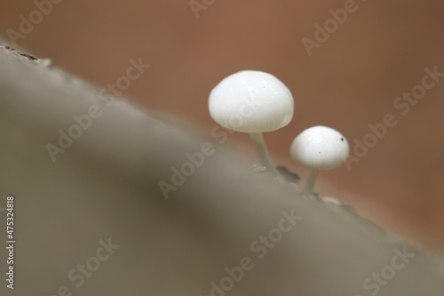 Buchenschleimrüblinge / Oudemansiella mucida / Rüblinge / Pilze 