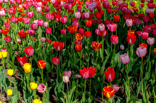 Fototapeta Naklejka Na Ścianę i Meble -  colored tulips growing in a flower bed