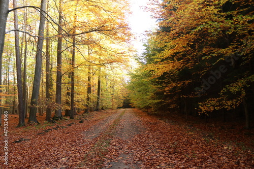 Herbstwald / Mischwald