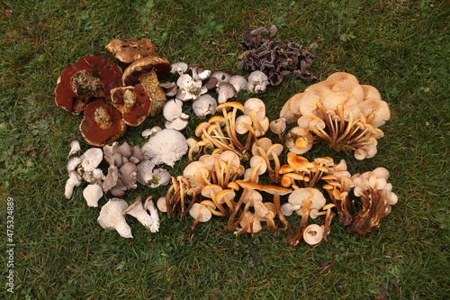 Winterpilze / Pilze sammeln