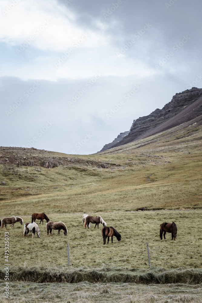 Icelandic horses in the harsh windy landscape .
