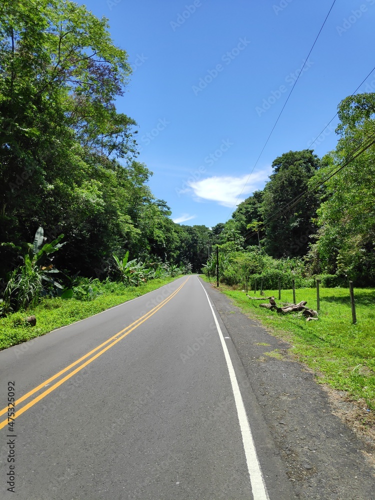 Fototapeta premium Straße in den Dschungel