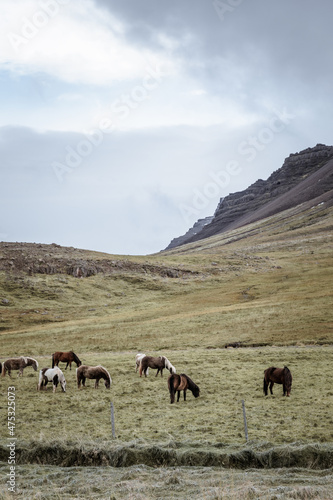 Icelandic horses in the harsh windy landscape .