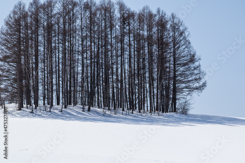 冬の晴れた日のカラマツ林 