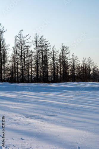 カラマツ林と雪上の影 