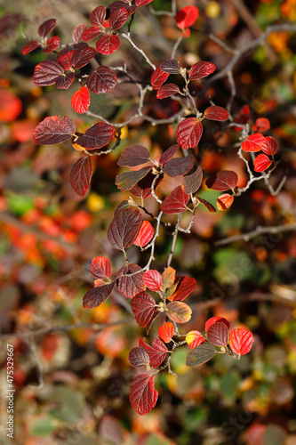 View of fothergilla major, the large witch alder tree branch