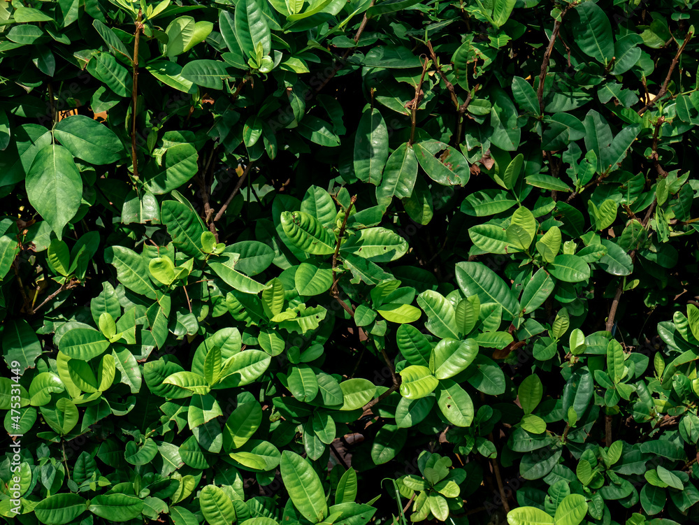 background of dark green leaves and wide in the garden
background of dark green leaves and wide in the garden