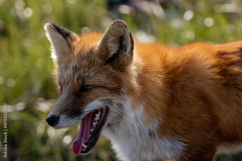 Fototapeta premium red fox portrait