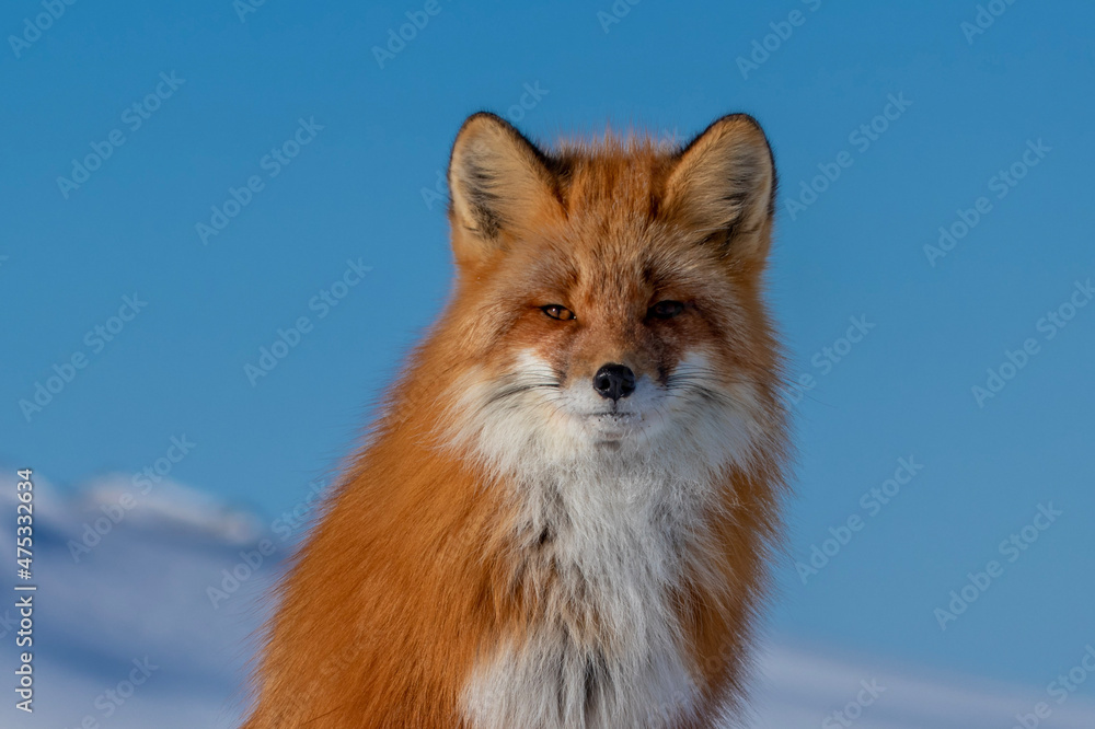 Fototapeta premium red fox vulpes