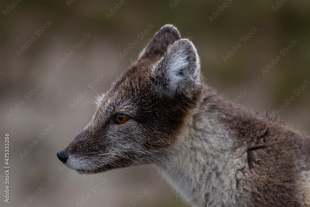 Naklejka premium portrait of a fox