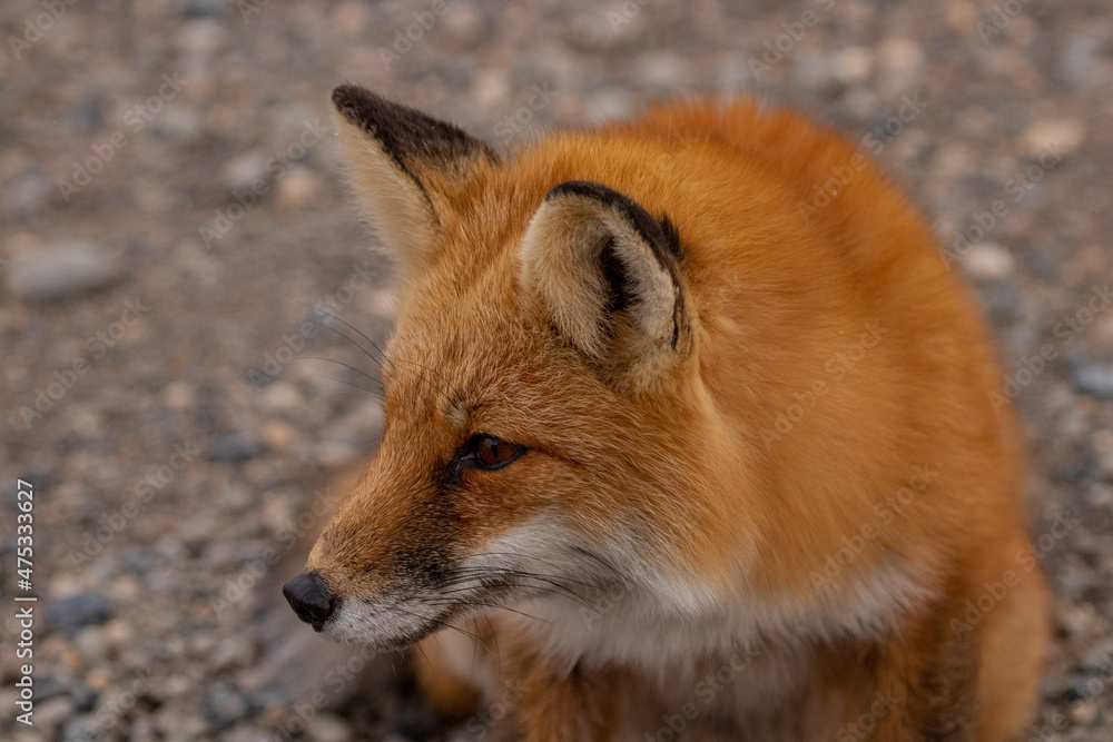 Fototapeta premium red fox vulpes