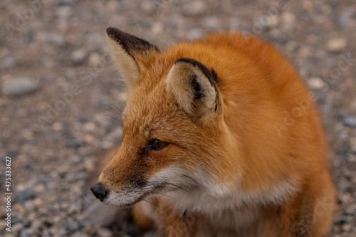 red fox vulpes © Bruce