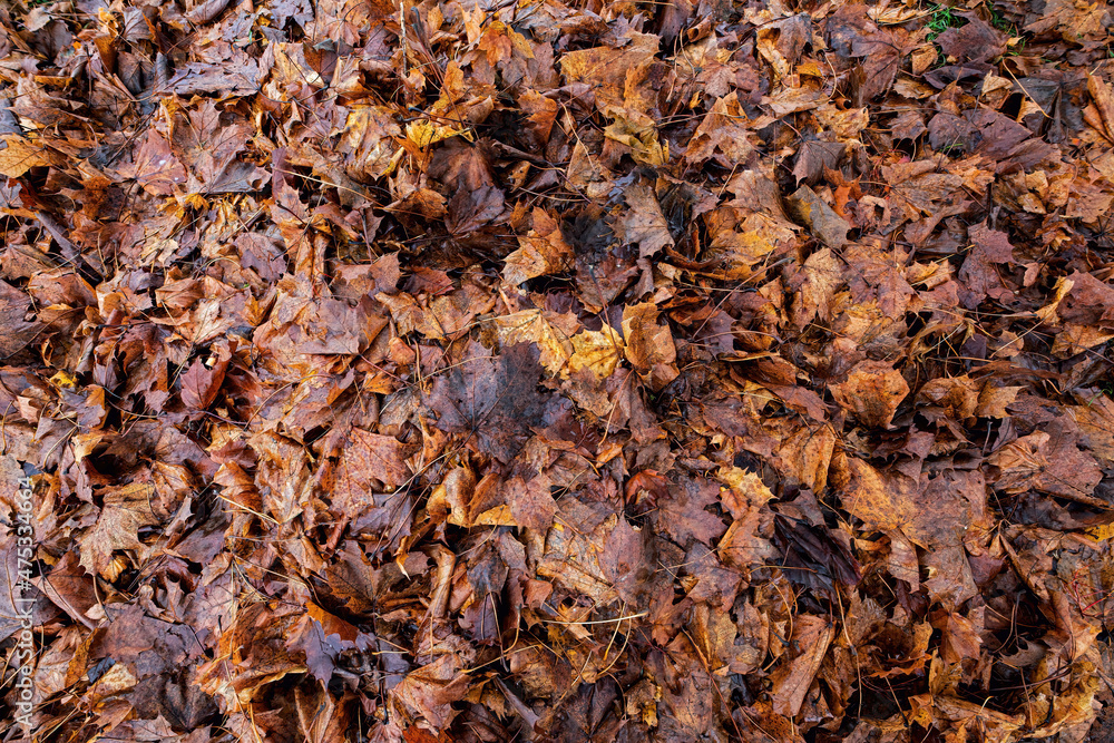 full frame photography of of rotted maple leaves full frame photography of of rotted maple leaves