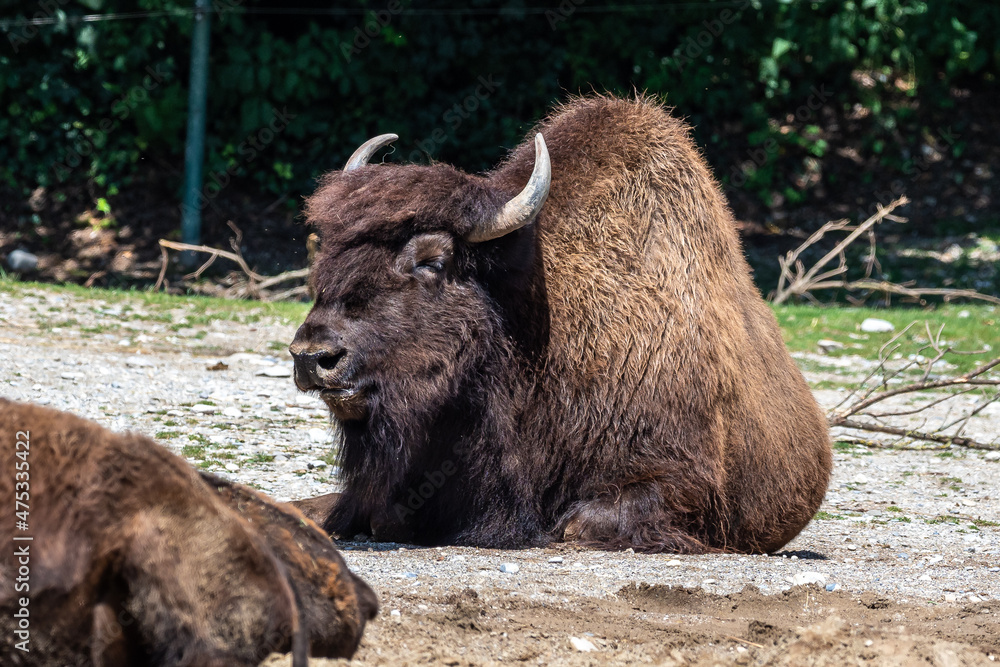 American buffalo known as bison, Bos bison in the zoo American buffalo known as bison, Bos bison in the zoo