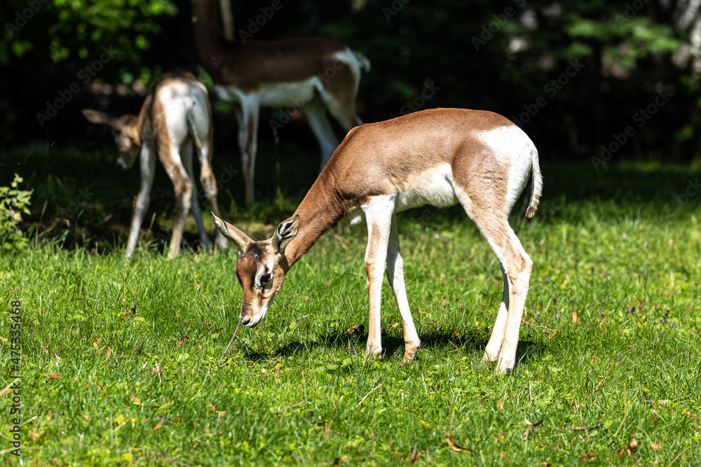 Dama gazelle, Gazella dama mhorr or mhorr gazelle is a species of gazelle
