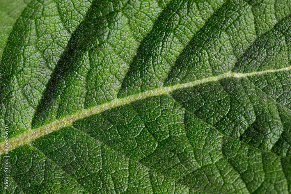 Close-up of big green leaf in the spring garden Close-up of big green leaf in the spring garden