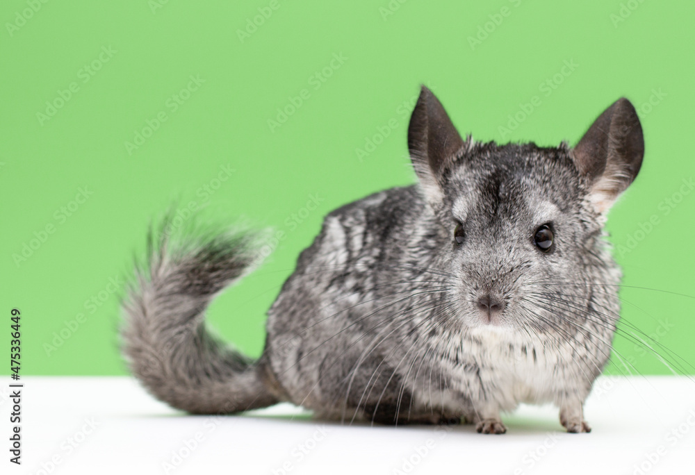 Obraz premium cute gray chinchilla sitting on green colored background lovely pets and nature concept,