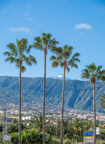 Paisaje con palmeras y Teide, en La Orotava al norte de Tenerife, islas Canarias