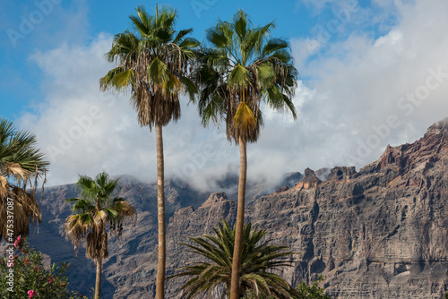 Palmeras y vista del Acantilado de los Gigantes en la isla de Tenerife  Canarias