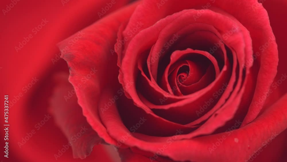 Beautiful opening red rose background. Petals of Blooming red rose flower open, time lapse, close-up. Holiday, love, birthday design backdrop. Bud closeup. Macro. Valentine's Day. Timelapse
